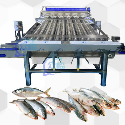 آلة تصنيف الناقلات البلاستيكية Saury آلة تصنيف Croaker الصفراء