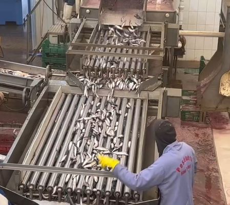 4 نماذج تصنيف الأسماك الآلي وتصنيف الأسماك الصغيرة خط مع 5-10T / H
