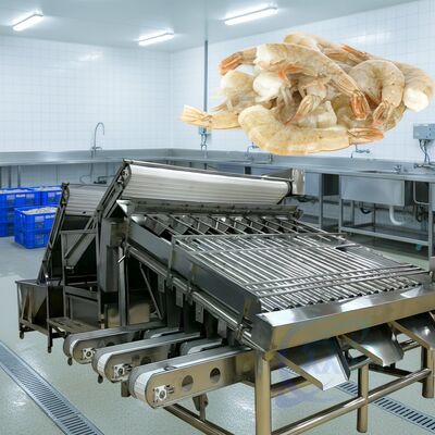 سعر جيد آلة تصنيف الجمبري المطاطية المستدامة 1500kg-2000kg/H طراز الجمبري المطاطية عالية الاستقرار آلة تصنيف الجمبري المطاطية للمأكولات البحرية متصل